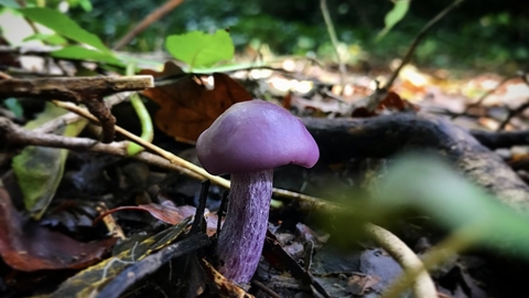 Amethyst deceiver mushroom in Sydenham Hill Wood – Chris Cannelle
