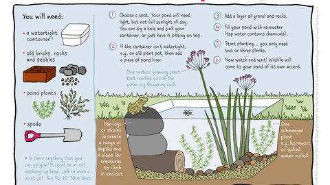 Mini pond activity sheet