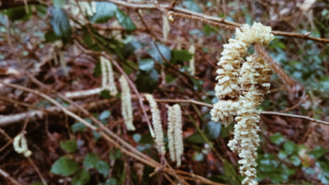 Yellow catkins on hazel tree