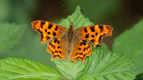 Comma butterfly on a Bramble Leaf