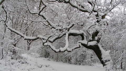 One Tree Hill in the snow
