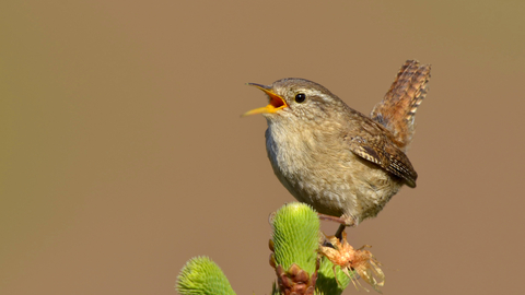A wren perched on a young tree singing