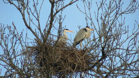 Two grey herons, with grey back feather, with long legs a long, white neck, bright yellow bill and a black eyestripe, stand in their large nest constructed from branches atop a tree 