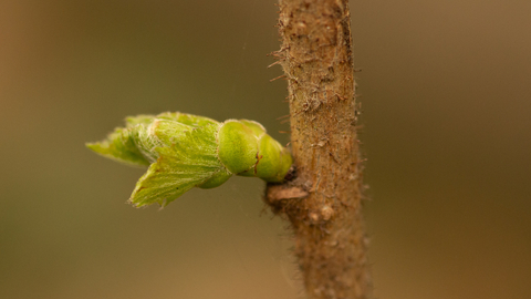 A bright green hazel bud  bursting into leaf on a thin brown branch