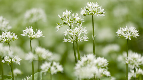 Starry white wild garlic flowers 
