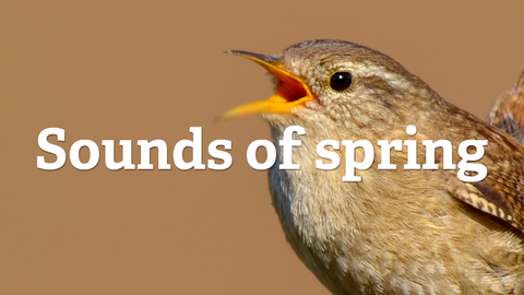 Sounds of spring on a background of a wren singing