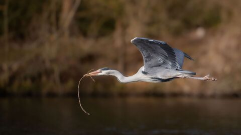 A grey heron, with large grey wings, long white neck and orange beak that holds a branch, flies across a body of water