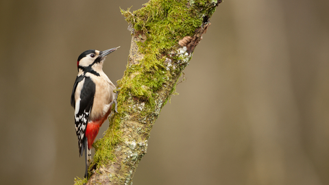 A woodpecker with a black topped head and wings with a red undercoat stands on a moss covered branch