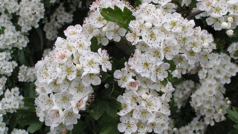 White hawthorn blossom