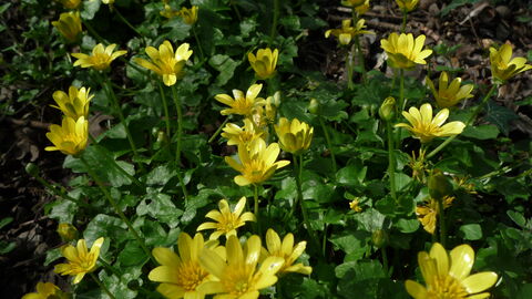 A patch of a low-growing plant with glossy green, heart-shaped leaves and bright yellow, star-like flowers