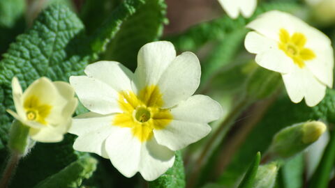 A close up of a primrose flower, surrounded by its rough, tongue-like leaves the flower petals are large and creamy, with a deep yellow centre.