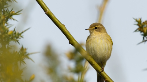 A chiffchaff sits atop a slanted branch