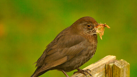 A female blackbird perched on a wooden rail with nesting material in her beak