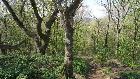 Woodland trees with a path running through