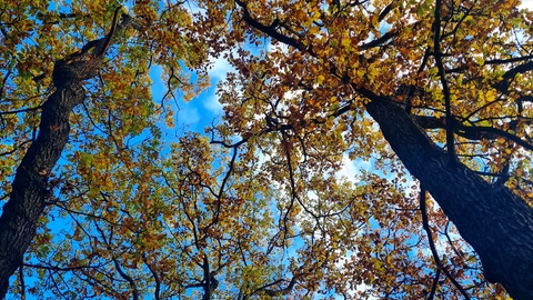 Tree canopy, Grangewood Park