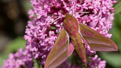 Elephant Hawkmoth with wings spread, sitting on a flower
