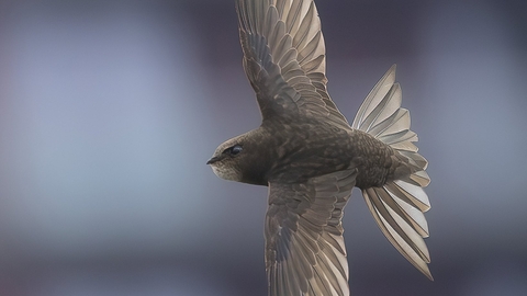 A swift with its grey wings outspread swoops through the sky