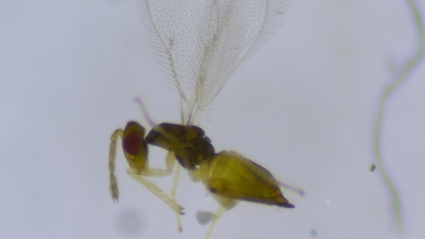 Close up of a small fly