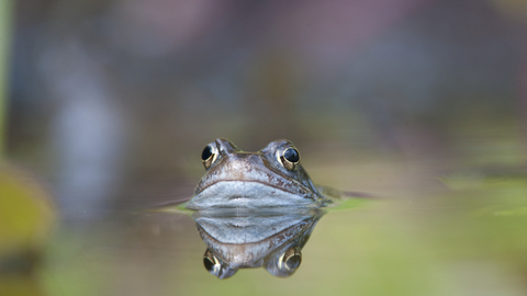 A common frog poking its head out of the water