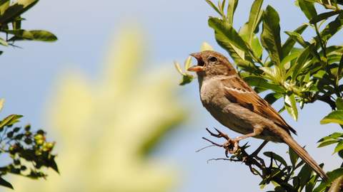 A brown house sparrow with brown back feathers and a pale brown chest stands with it's beak open clinging to a branch