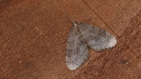 A winter moth resting on a wooden board. It's an almost triangular, pale grey-brown moth