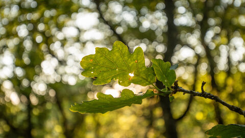 oak leaf with trees in the background
