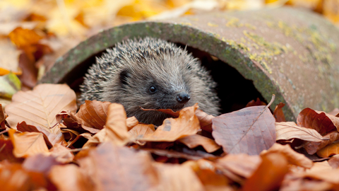 A hedgehog amongst autumn leaves
