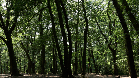 Trees in a woodland with dappled light of the canopy on the woodland floor