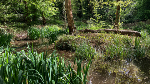 a woodland area with a pond and dense vegetation