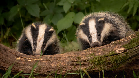 Two badgers sat on a log