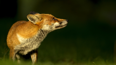 Fox- Danny Green
