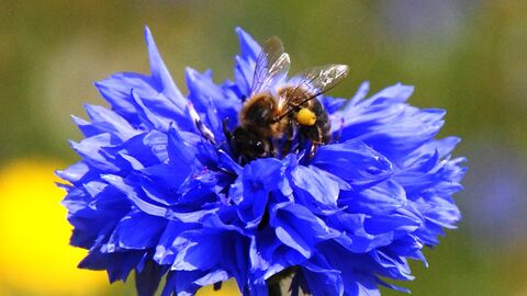 a bright blue cornflower with a bee perched on top 