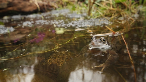 A frog sitting guard in a pond by some frogspawn