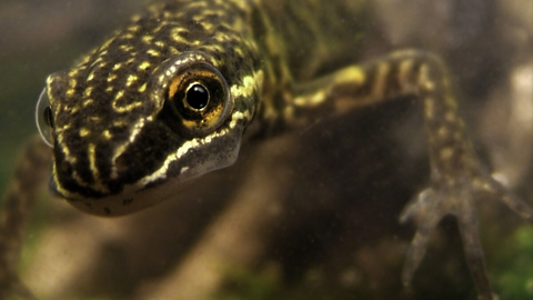 A smooth newt 