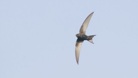 A swift with its grey wings outspread swoops through the sky 