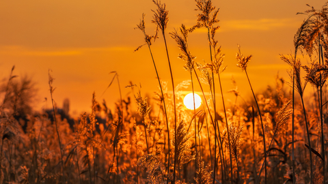jvaznonyte@wildlondon.org.uk through the reeds
