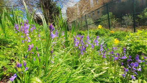 bluebells sprouting out of lush greenery