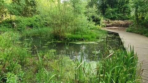 a pond next to a wooden slated board walk, surronded by lush vegetation