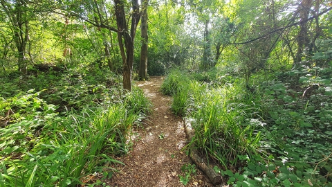 a wooded pathway surrounded by trees