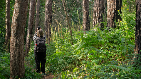 A woman is standing on a woodland path holding her phone up to take a photo of the trees