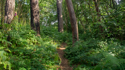 A path going through a woodland with bracken and trees either side