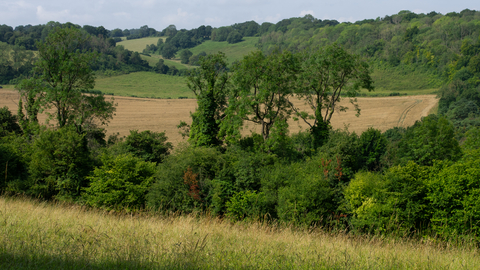 View across meadow with trees and fields beyond