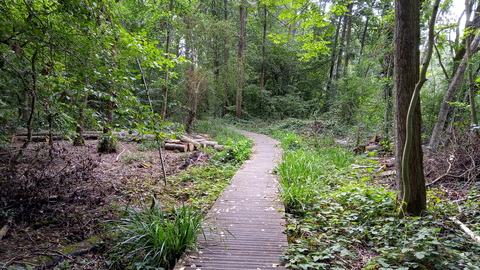 Denham Lock Wood boardwalk