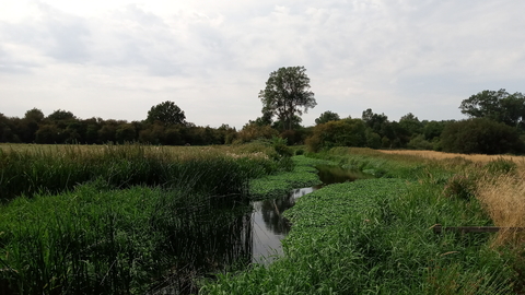Frays Farm Meadows