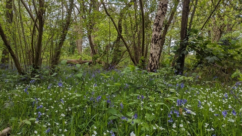Bluebells in Gutteridge Wood and Meadows