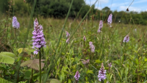 Yeading Brook Meadows flowers