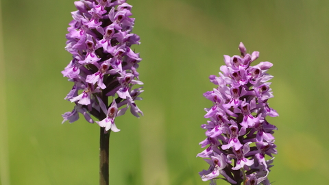 Common spotted orchid