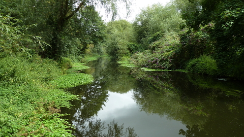A river with trees and aquatic vegetation either side
