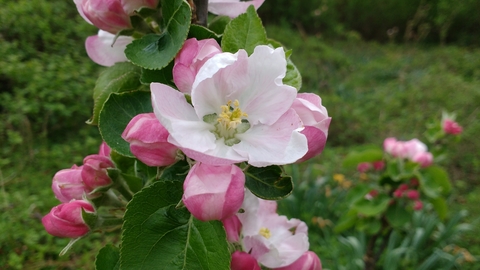 Pink blossom