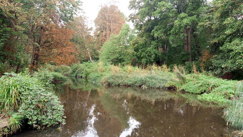 View of a pond with vegetation and trees around